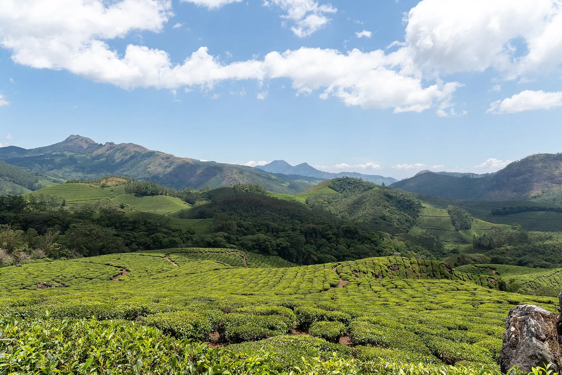 Tea-covered slopes and rocky hills near Eravikulam National Park in Munnar