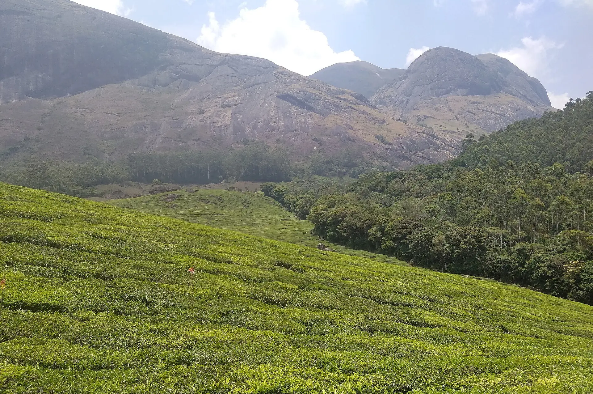 Neat rows of tea bushes covering hills in Munnar under blue sky