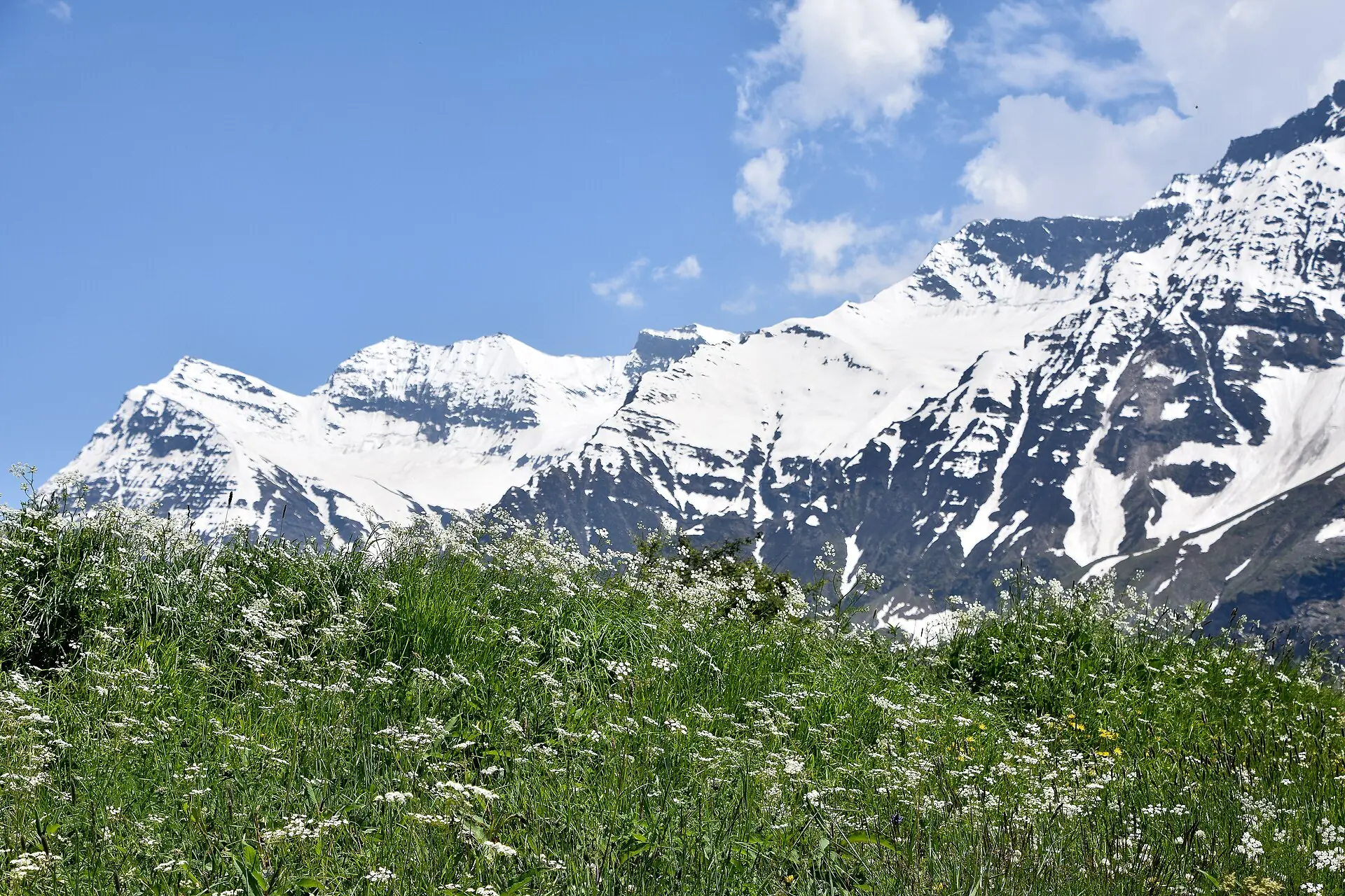 Wildflowers in the foreground and snow-capped mountains at Sissu in Lahaul